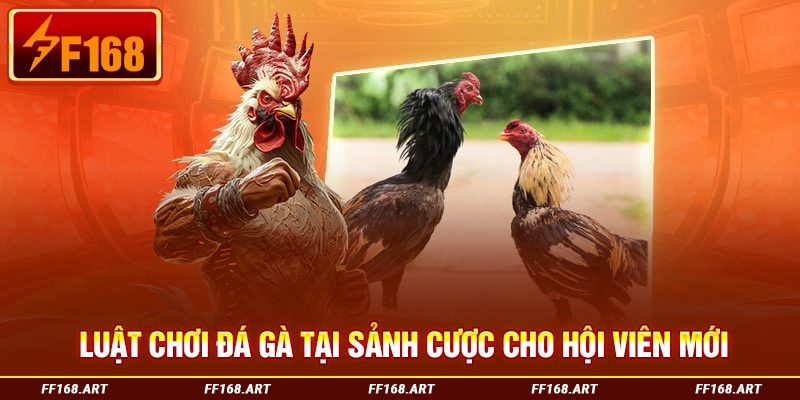 Luật chơi đá gà tại sảnh cược cho hội viên mới